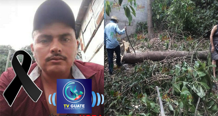 Zacapa: Hombre fallece al caerle un "árbol" que estaba aserrando ...